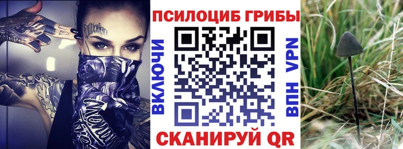 Псилоцибиновые грибы Psilocybe  Купить закладки  Похвистнево 